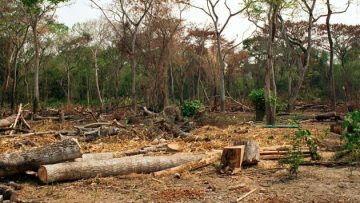 CEAMA denuncia que Ley Forestal pone en riesgo la Amazonía y los derechos humanos en Perú